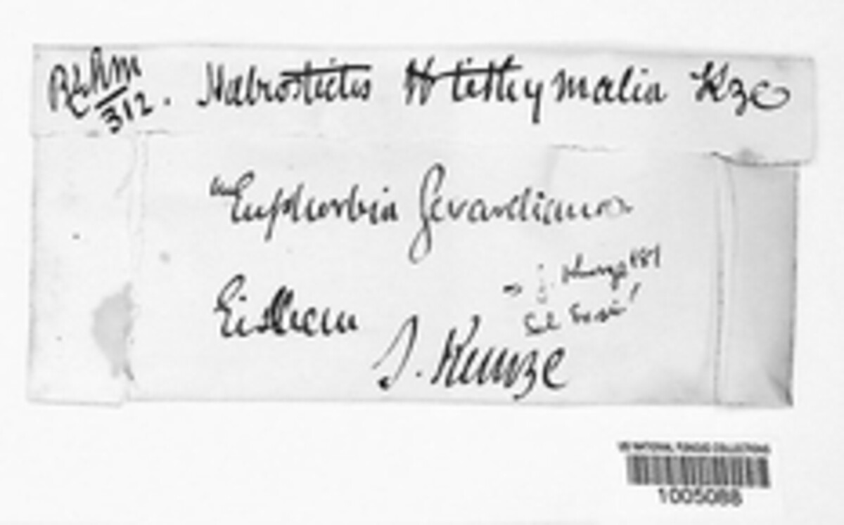 Naeviopsis tithymalina image